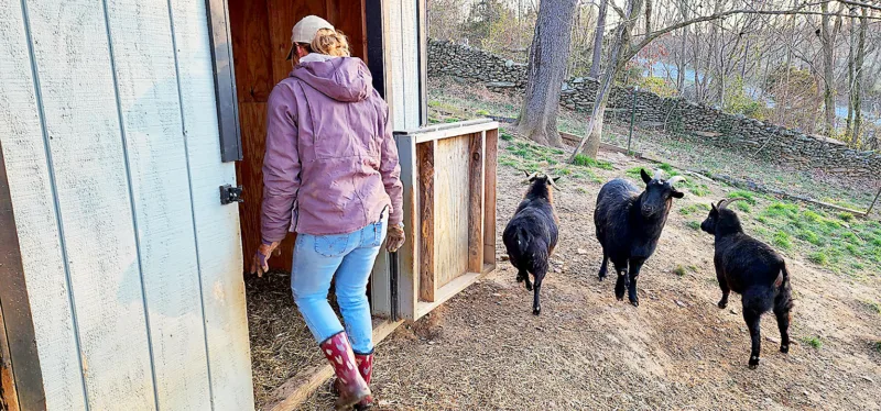 Horse farm owner turns property into haven for vets